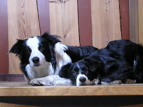 Border collie Handy - vi ligger bare og kigger..Her ligger han sammen med Linn.. billede 7