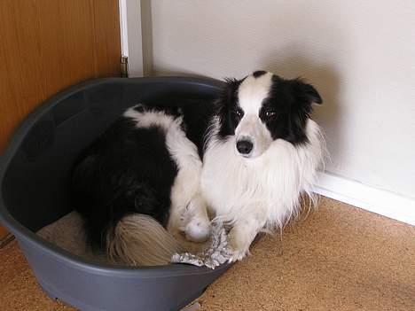 Border collie Handy - Handy igen i hans elskede kurv billede 8