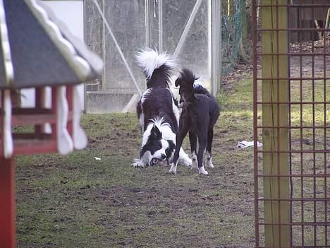 Border collie Handy - Handy og linn igang med at lege billede 9