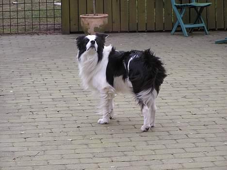 Border collie Handy - Jaa lidt højtidlig skal man jo være billede 10