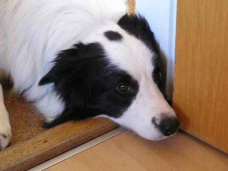 Border collie Handy - Fine mig.. billede 11