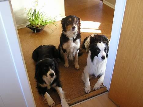 Border collie Handy - Her er mig og mor forest og ici bagerst.. billede 12