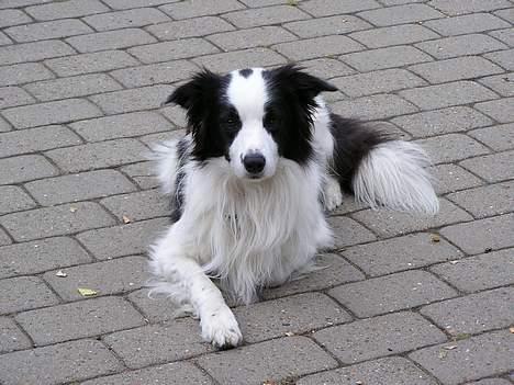 Border collie Handy - jaaa..køn, det er jeg billede 13