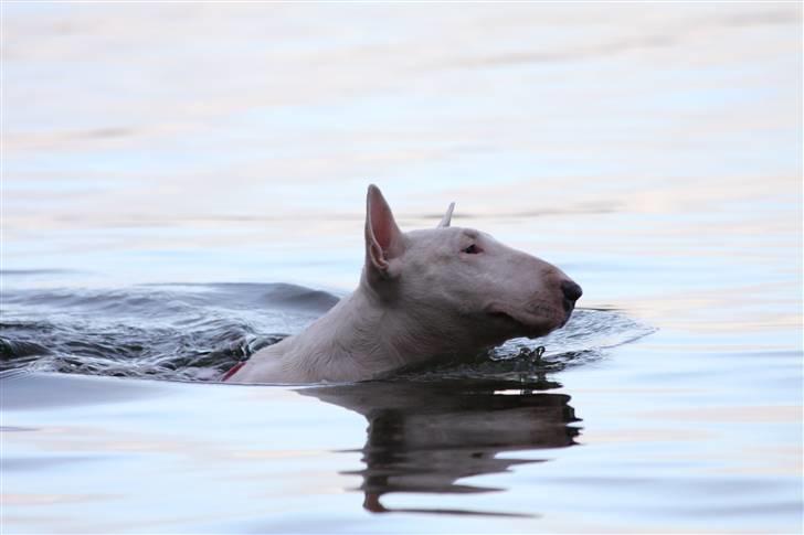 Bullterrier Diva *Himmelhund* - bagsværd sø feb´08 billede 5