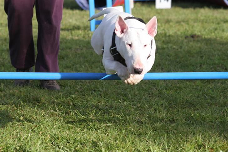 Bullterrier Diva *Himmelhund* - Diva flyver over springene billede 6