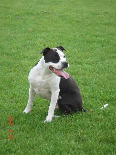 Amerikansk staffordshire terrier Chelsea - Hej velkommen til min profil *NYT* billede 1