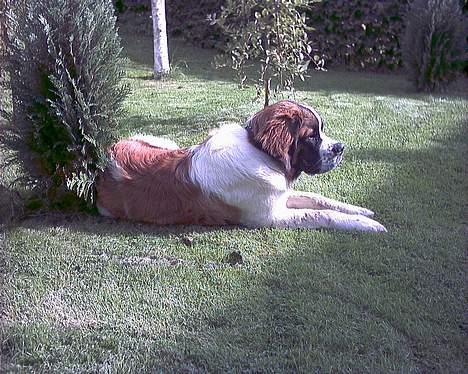 Sankt bernhardshund Buller billede 1