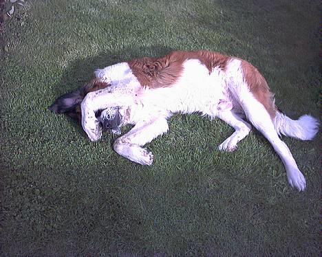 Sankt bernhardshund Buller - Her er han træt af at blive fotograferet ! *G* billede 2