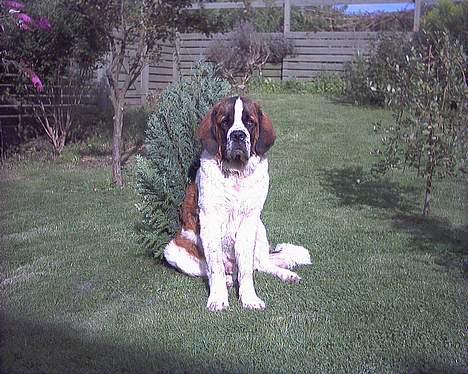 Sankt bernhardshund Buller billede 3