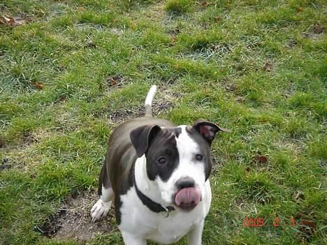 Amerikansk staffordshire terrier Chelsea - giv mig så min boooooooooooooold billede 2