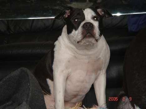 Amerikansk staffordshire terrier Chelsea - chelsea sidder under vores stue bord billede 3