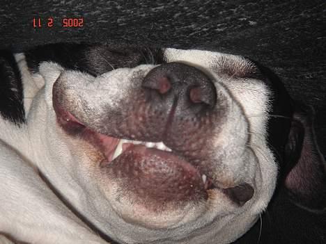 Amerikansk staffordshire terrier Chelsea - snnnork, grynt, savle savle.. billede 4