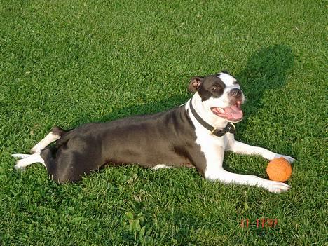 Amerikansk staffordshire terrier Chelsea - chelsea med ynglingsbolden billede 5