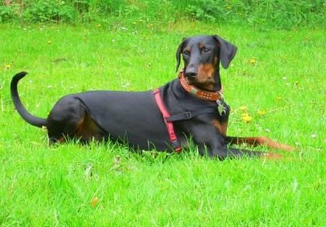 Dobermann Jotunheim's Humle R.I.P. - Nej nej, jeg skal nok blive liggende... (23-05-06) billede 1