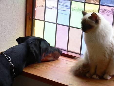 Dobermann Jotunheim's Humle R.I.P. - Mig og Callisto holder lige vagt... (20-05-06) billede 2