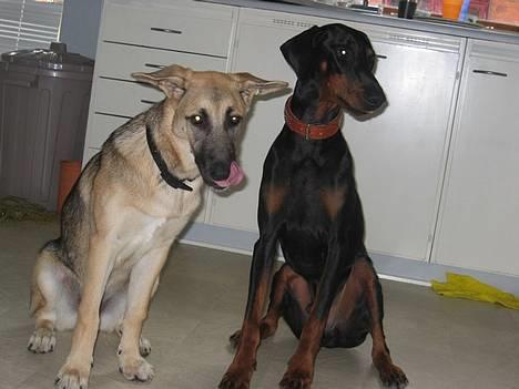 Dobermann Jotunheim's Humle R.I.P. - Gaia og Humle (01-09-06) NYT billede 3