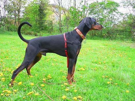 Dobermann Jotunheim's Humle R.I.P. - Se så pænt jeg kan stå... (23-05-06) billede 4