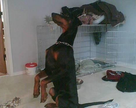 Dobermann Jotunheim's Humle R.I.P. - Se, så pænt jeg kan sidde :) billede 5