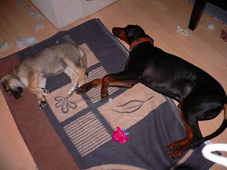 Dobermann Jotunheim's Humle R.I.P. - Her putter Humle sammen med sin lillesøster, Gaia :) (25-05-06) billede 7