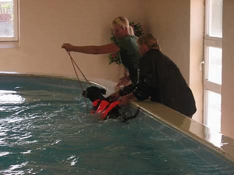 Dobermann Jotunheim's Humle R.I.P. - Humle i svømmehal for kun anden gang... (01-09-06) NYT billede 8