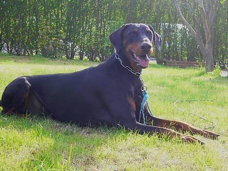Dobermann Jotunheim's Humle R.I.P. - Humle nyder solen... (21-05-06) billede 9