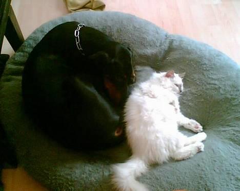 Dobermann Jotunheim's Humle R.I.P. - Putter sammen med bettebror, Hannibal... billede 10