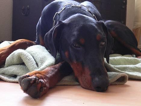 Dobermann Jotunheim's Humle R.I.P. - Nu er jeg altså blevet træt... (20-05-06) billede 11