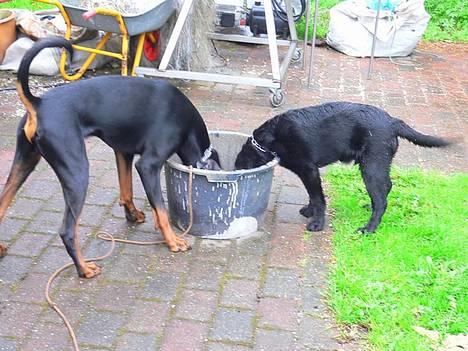 Dobermann Jotunheim's Humle R.I.P. - Humle og King er blevet tørstige... (20-05-06) billede 13