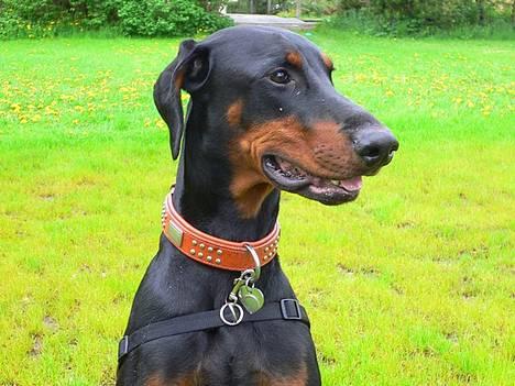 Dobermann Jotunheim's Humle R.I.P. - Er han ikke bare dejlig? :) (23-05-06) billede 14