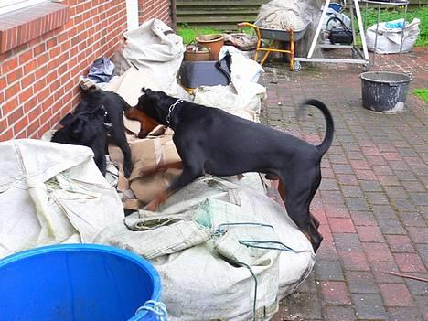 Dobermann Jotunheim's Humle R.I.P. - Juhuu, eeelsker at lege :) (20-05-06) billede 15