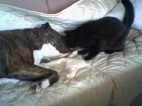 Amerikansk bulldog Mackie - Sover du...skal jeg lige sætte en klo i dig...... billede 19