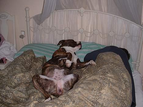 Amerikansk bulldog Mackie - Der er ikke noget der er bedre end en lur med "far"..... billede 20