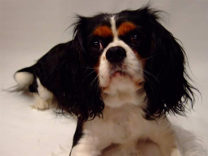 Cavalier king charles spaniel SAMMIE :) - Sammie siger hej... billede 1