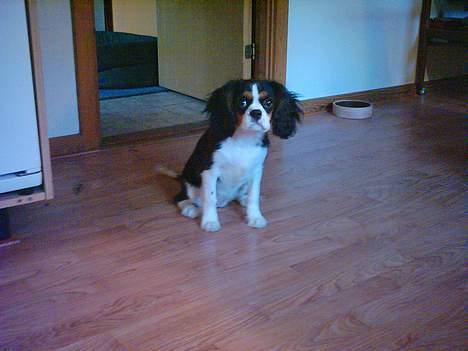 Cavalier king charles spaniel SAMMIE :) - her sidder jeg så.... billede 2