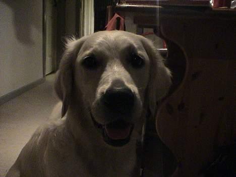 Golden retriever Freja - er jeg ikke bare smuk med mit pjuskede hår??? billede 13