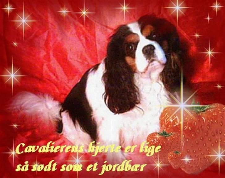 Cavalier king charles spaniel Sofus (død 8 / 6 - 08) - hej alle sammen! :) velkomen husk også at hilse på Sammie billede 1