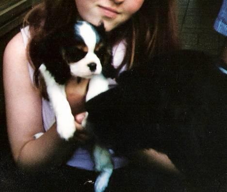 Cavalier king charles spaniel Sofus (død 8 / 6 - 08) - lille bitte mig møder store basse første gang billede 2