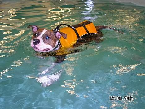 Amerikansk staffordshire terrier Bella - Hvor er mine svømmevinger? billede 13