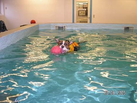 Amerikansk staffordshire terrier Bella - Skidt med dem, jeg har bolden :O) billede 14