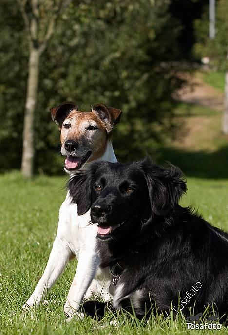 Blanding af racer Nemo - så smukke elsker jer. billede 20