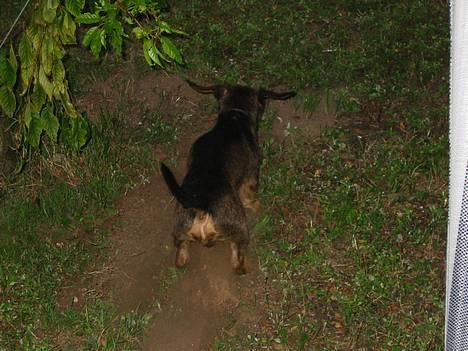 Gravhund Søkrogens Rafiki RIP - Han er en ivrig hjælper billede 12