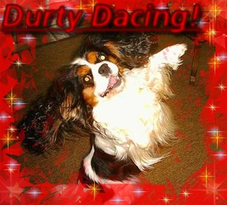 Cavalier king charles spaniel Sofus (død 8 / 6 - 08) - JEG DANSER!! billede 3