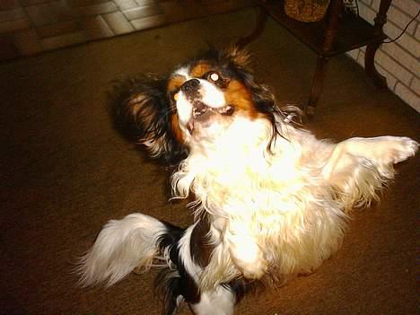 Cavalier king charles spaniel Sofus (død 8 / 6 - 08) - OG MERE DANS billede 4