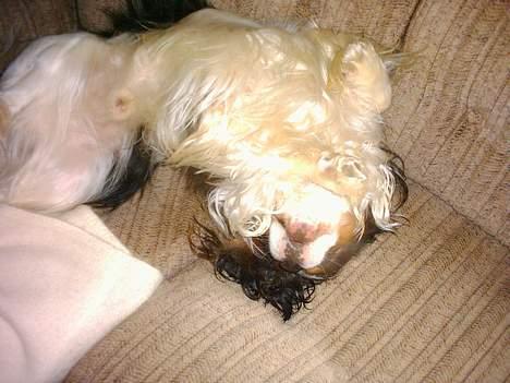 Cavalier king charles spaniel Sofus (død 8 / 6 - 08) - Det er så dejligt at rulle sig i sofaen hehe :) billede 5