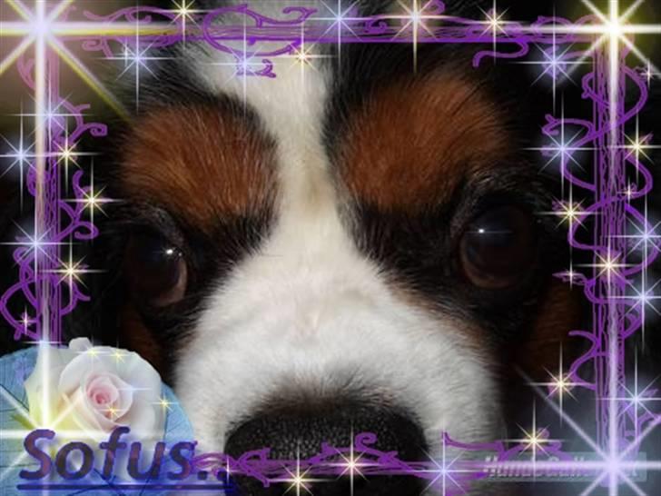 Cavalier king charles spaniel Sofus (død 8 / 6 - 08) - Jeg er klar til mit nær billede hehe :) billede 6