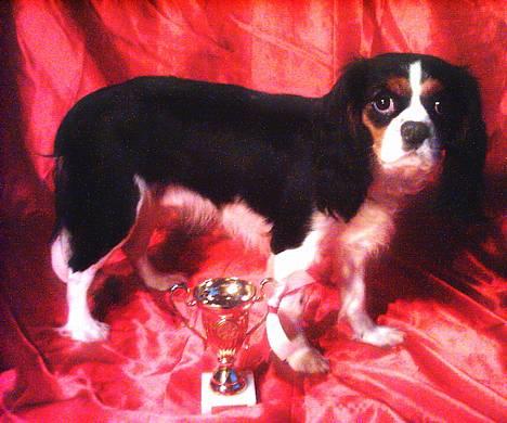 Cavalier king charles spaniel SAMMIE :) - det er lidt svært at forstå at man skal stå op.... hehe ;) billede 3