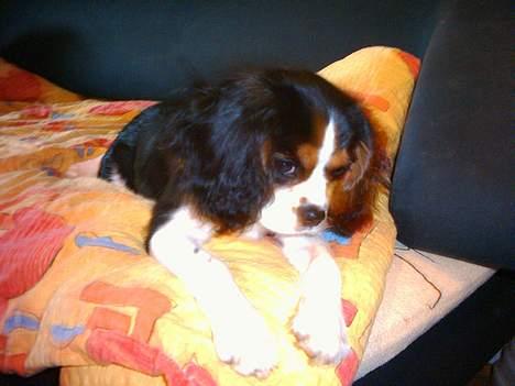 Cavalier king charles spaniel SAMMIE :) - Had er det nede på gulvet Line ? billede 4