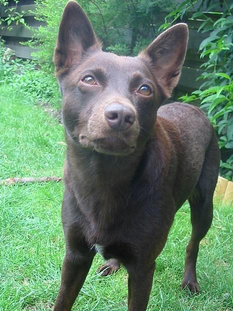 Australsk kelpie Clara billede 1