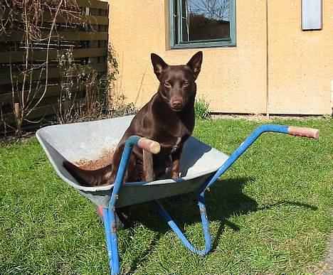Australsk kelpie Clara - Trillebør kan jeg godt sidde i. Bare den ikke ruller... billede 2