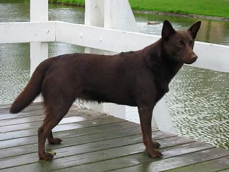 Australsk kelpie Clara - Jeg er da bare smuk, ik´? billede 3